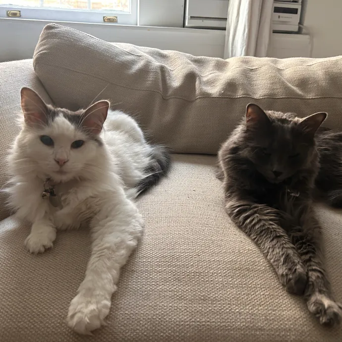 Sitting Pretty With Your Kitty photo 3