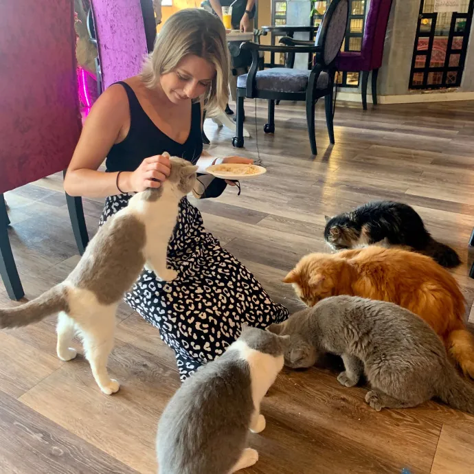 Bushwick Brooklyn Cat Sitter