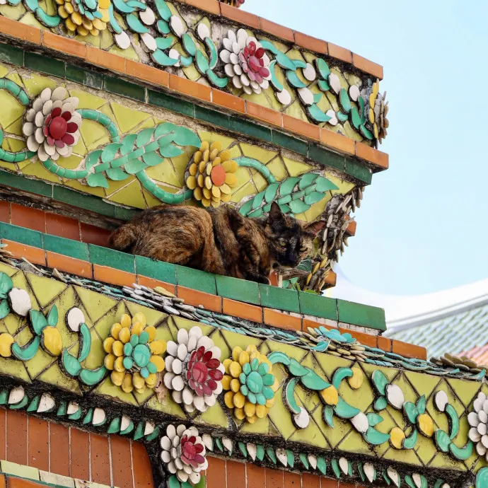 Bushwick Brooklyn Cat Sitter