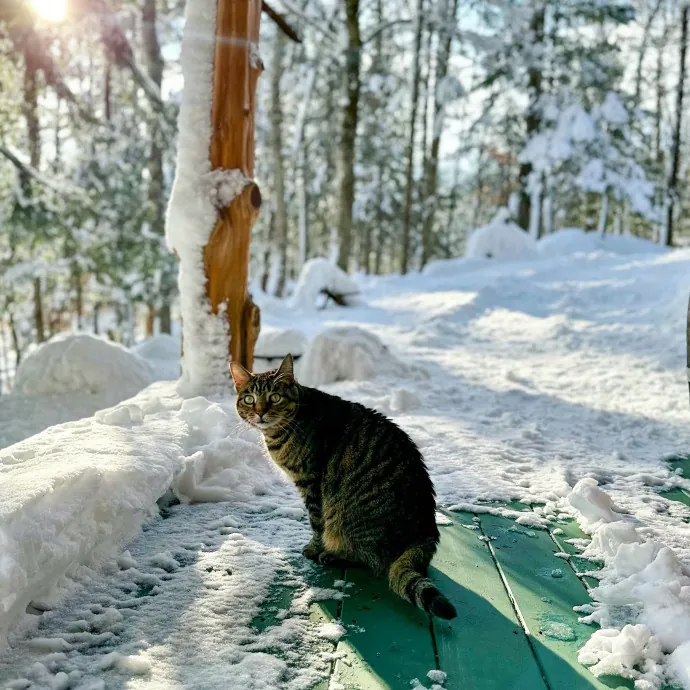 Bushwick Brooklyn Cat Sitter