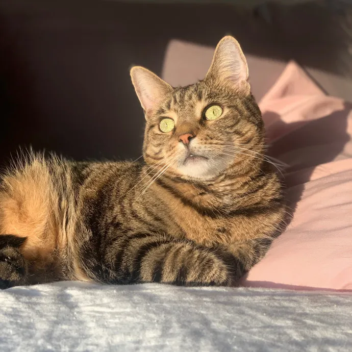Bushwick Brooklyn Cat Sitter