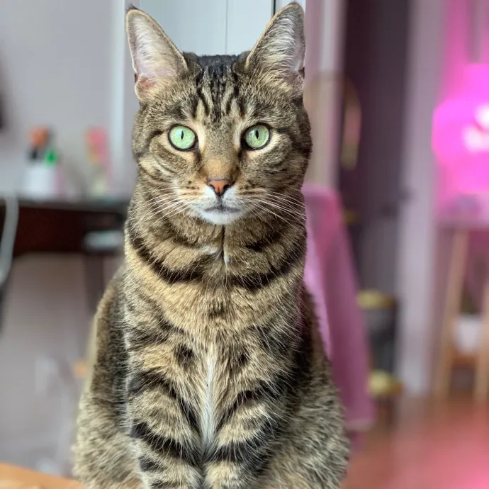 Bushwick Brooklyn Cat Sitter