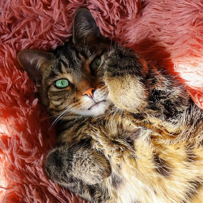 Bushwick Brooklyn Cat Sitter