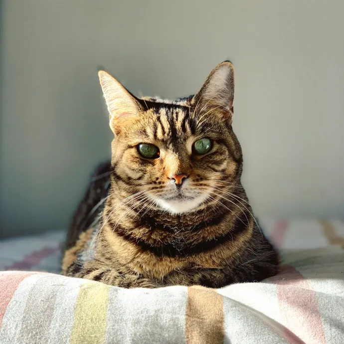 Bushwick Brooklyn Cat Sitter photo 4