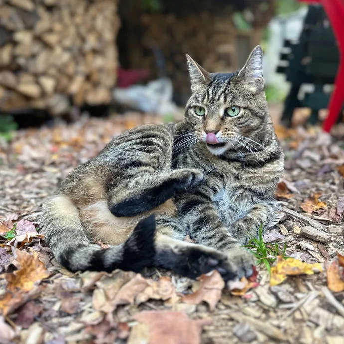 Bushwick Brooklyn Cat Sitter photo 3