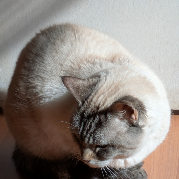 Cats Are The Coolest Pet-Sitting