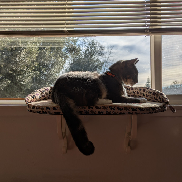Cats Are The Coolest Pet-Sitting