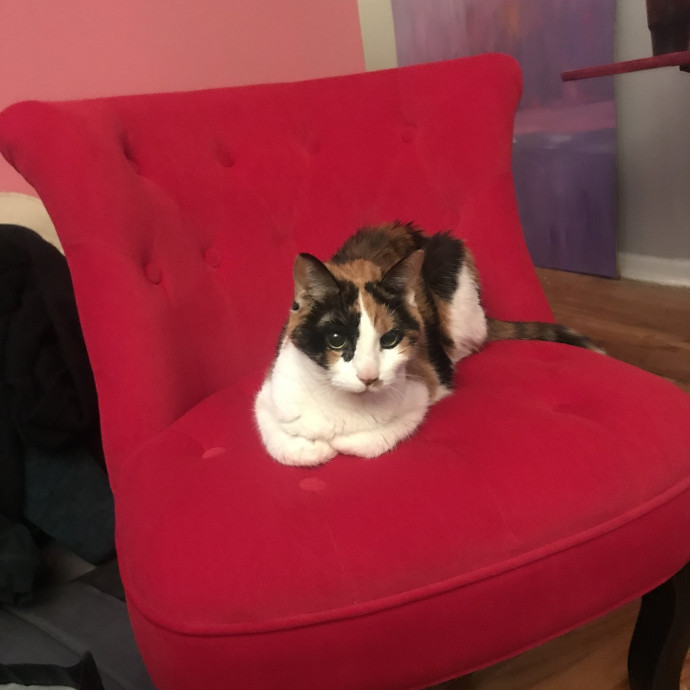 Cats Are The Coolest Pet-Sitting