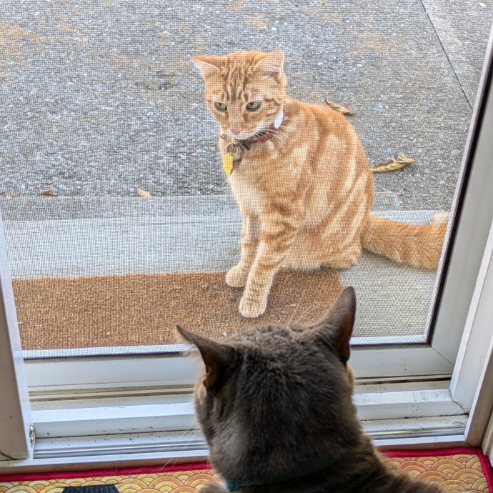 Cats Are The Coolest Pet-Sitting