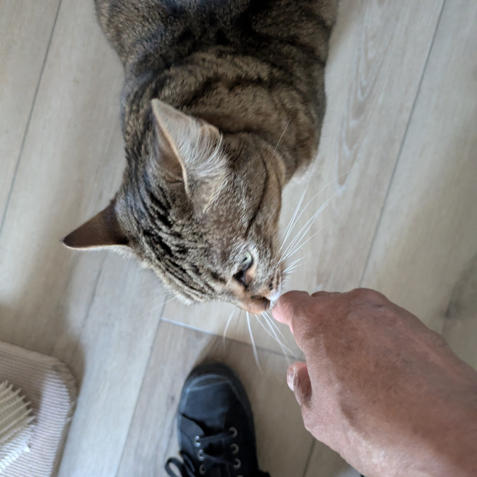 Cats Are The Coolest Pet-Sitting photo 2