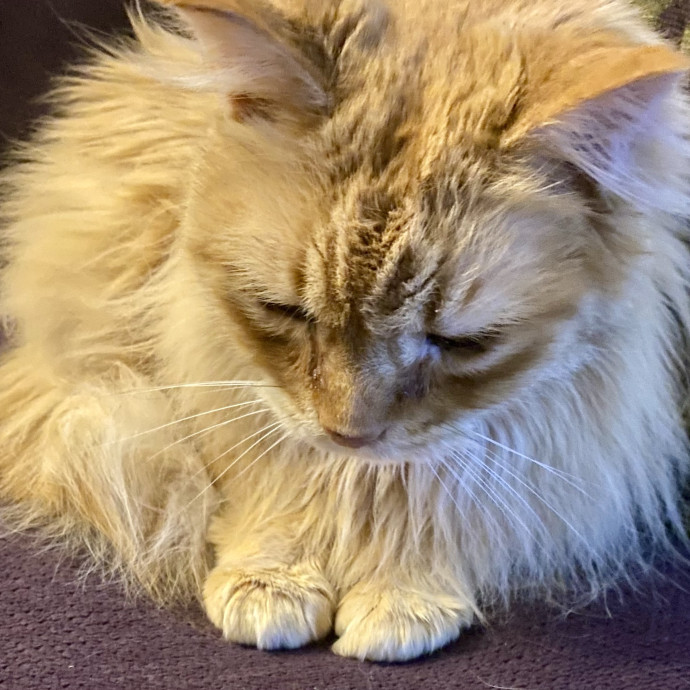 For The Love Of Cats photo 3