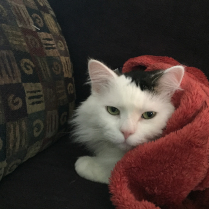 For The Love Of Cats photo 2