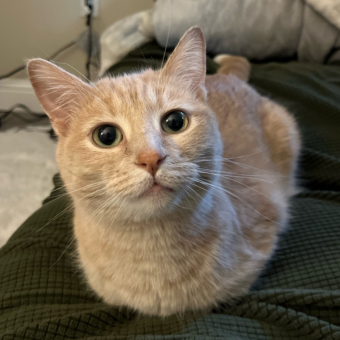 Kitty Calls The Shots