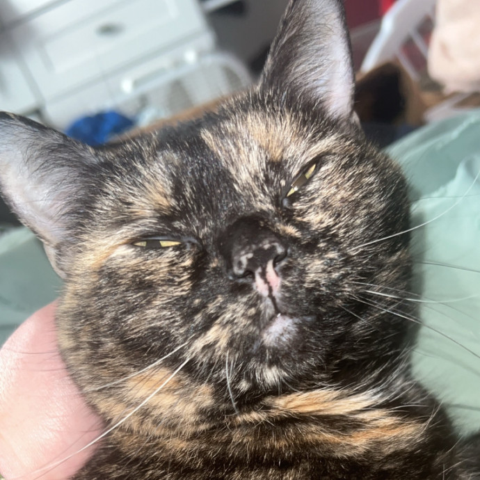 Whisker A Go Go