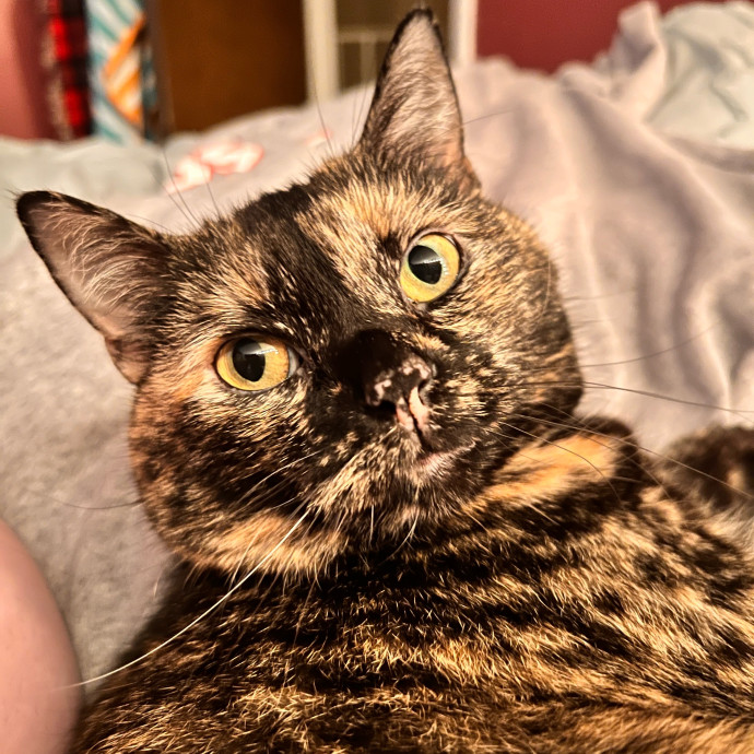 Whisker A Go Go