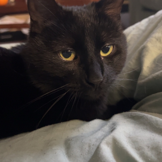 Whisker A Go Go
