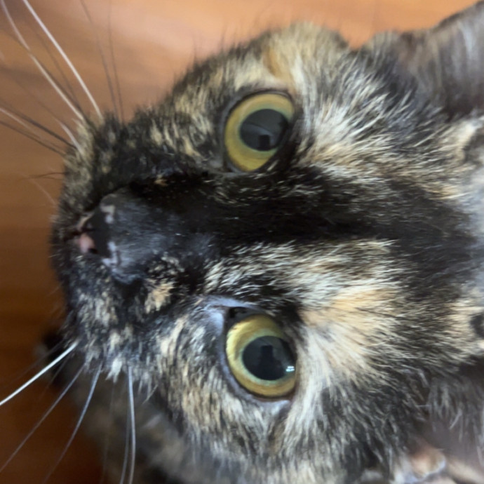 Whisker A Go Go photo 2