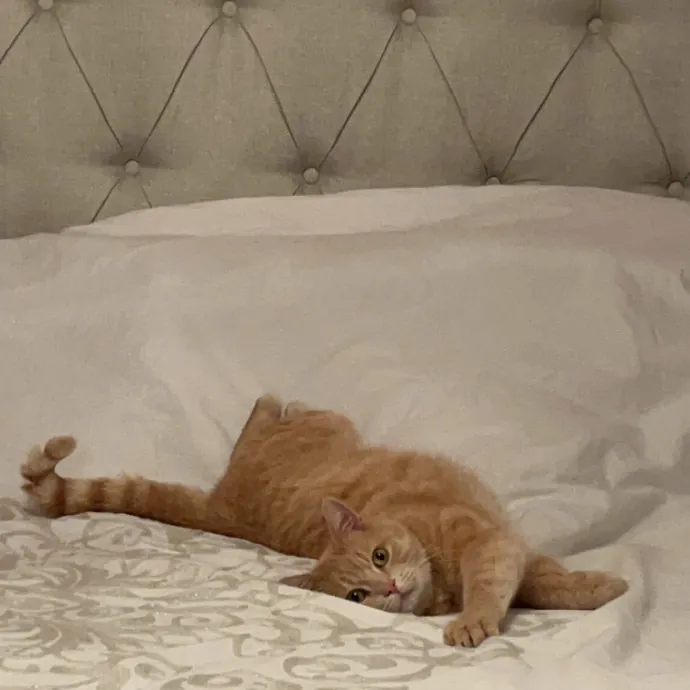 The Dietitian's Touch - Expert Cat Care