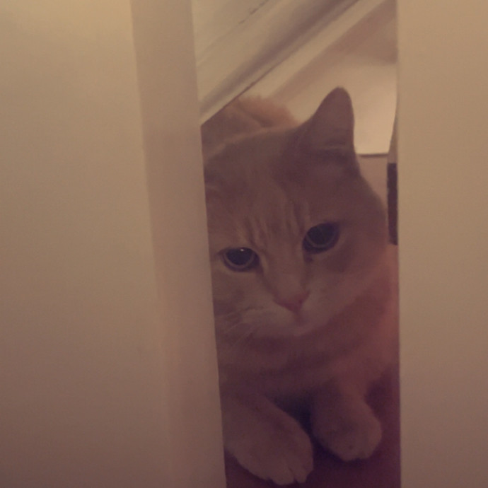 The Dietitian's Touch - Expert Cat Care