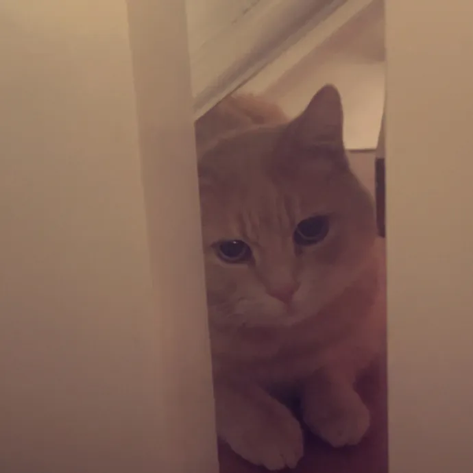 The Dietitian's Touch - Expert Cat Care