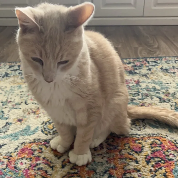 The Dietitian's Touch - Expert Cat Care