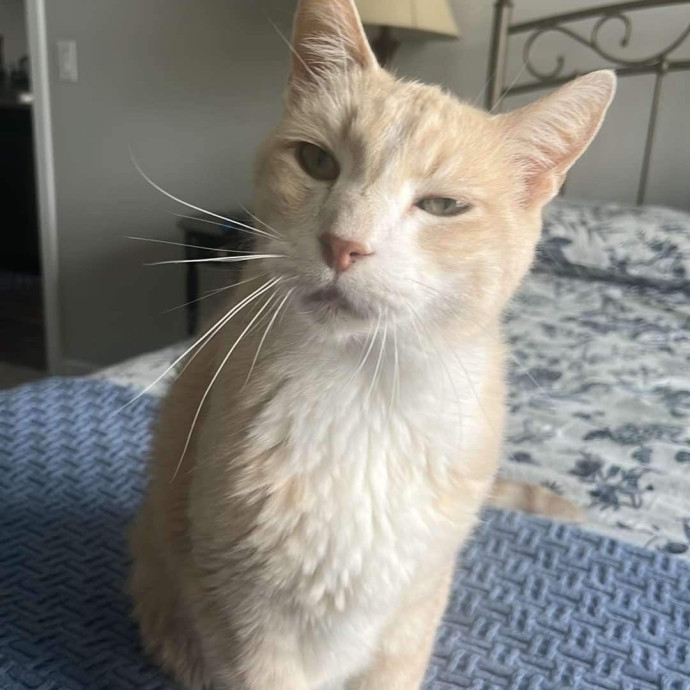 The Dietitian's Touch - Expert Cat Care