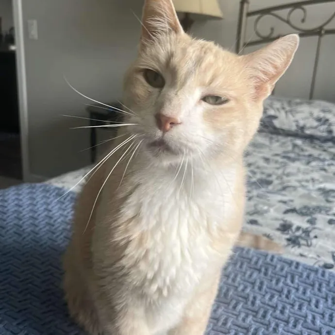 The Dietitian's Touch - Expert Cat Care