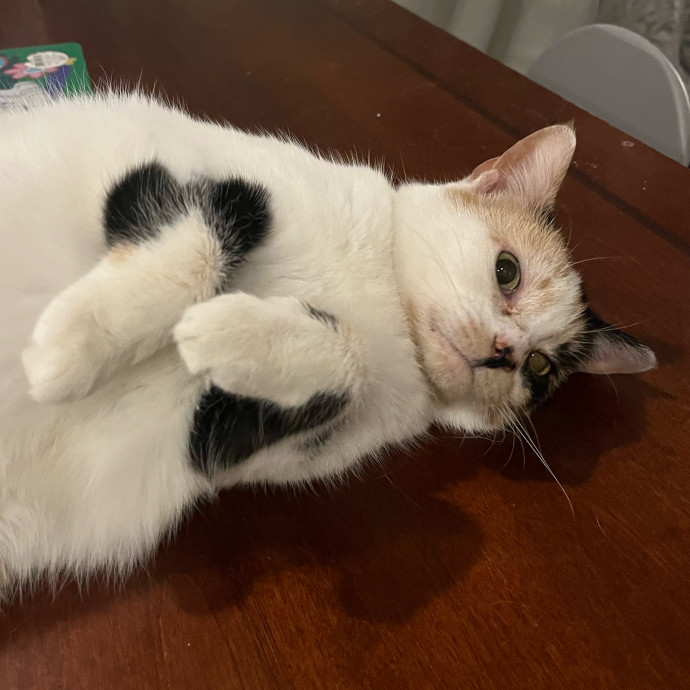 The Dietitian's Touch - Expert Cat Care