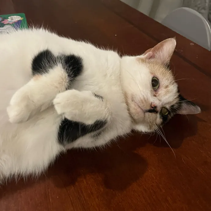 The Dietitian's Touch - Expert Cat Care