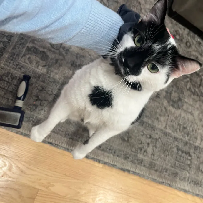 The Dietitian's Touch - Expert Cat Care