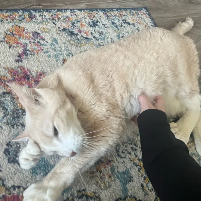 The Dietitian's Touch - Expert Cat Care