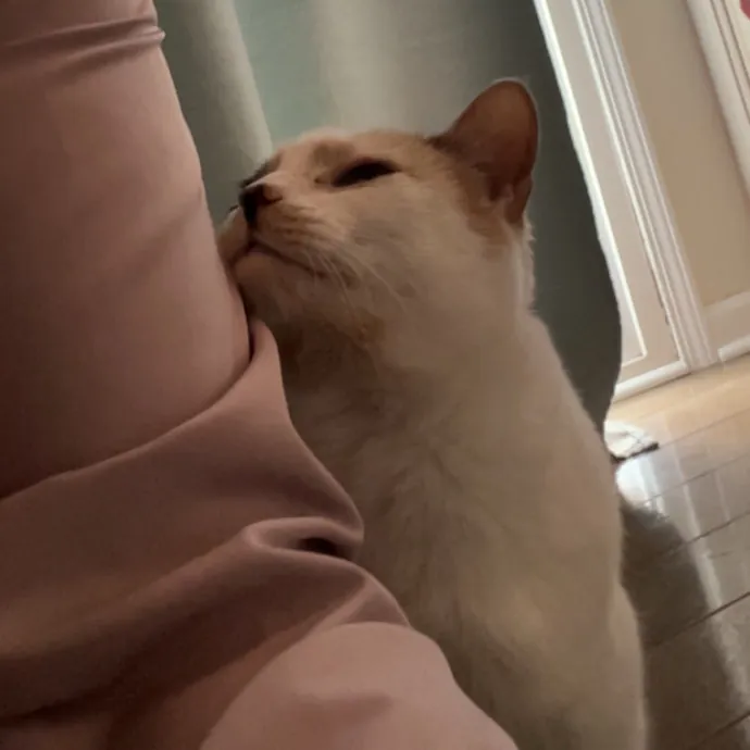 The Dietitian's Touch - Expert Cat Care