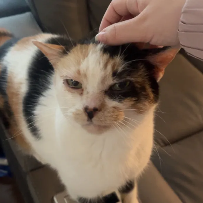 The Dietitian's Touch - Expert Cat Care