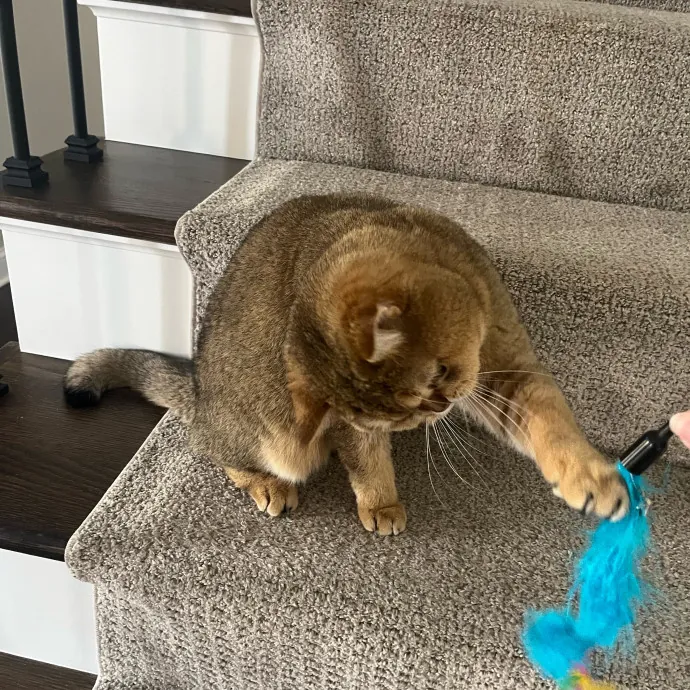 The Dietitian's Touch - Expert Cat Care