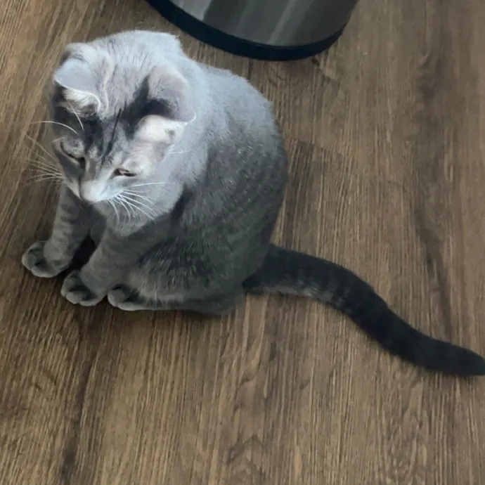 The Dietitian's Touch - Expert Cat Care