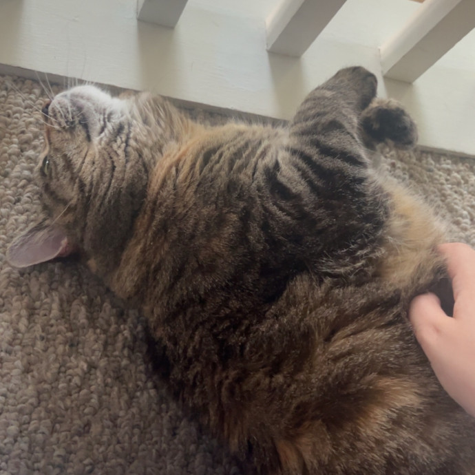 The Dietitian's Touch - Expert Cat Care