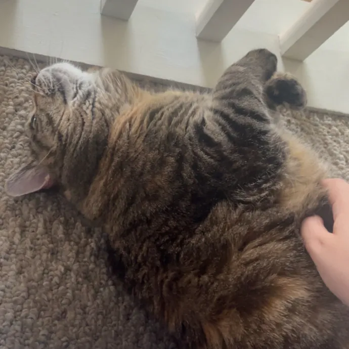 The Dietitian's Touch - Expert Cat Care