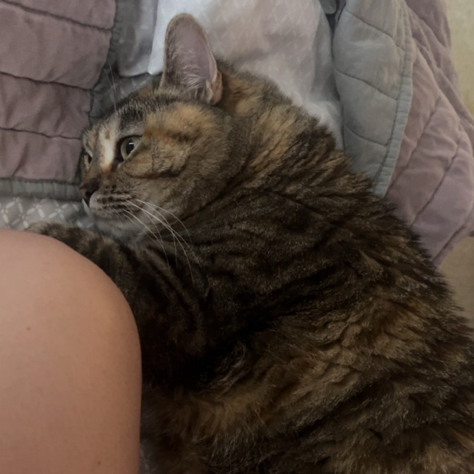 The Dietitian's Touch - Expert Cat Care