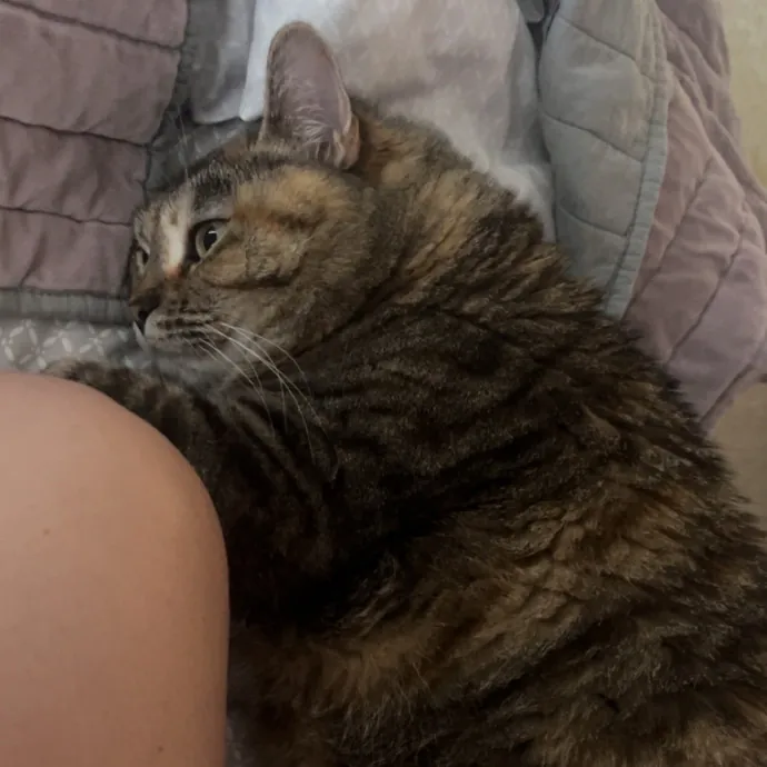 The Dietitian's Touch - Expert Cat Care