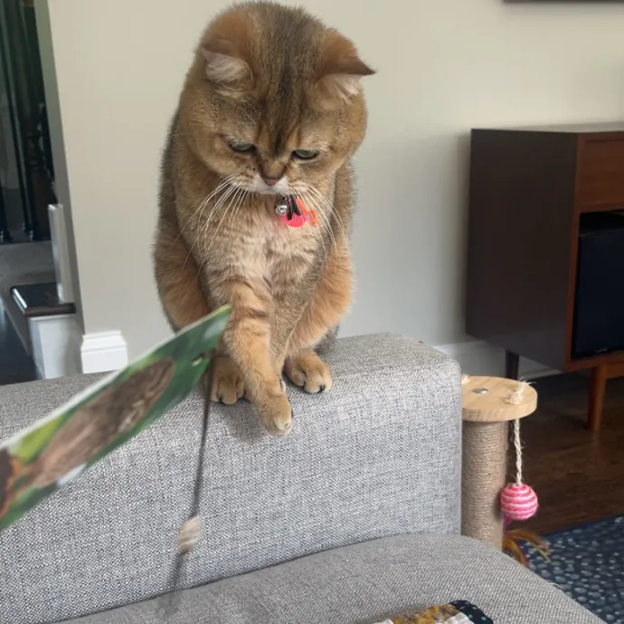 The Dietitian's Touch - Expert Cat Care