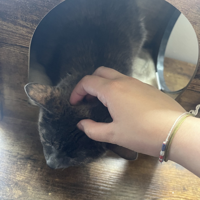 The Dietitian's Touch - Expert Cat Care