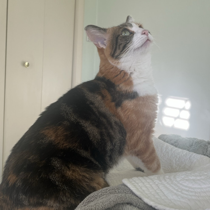The Dietitian's Touch - Expert Cat Care
