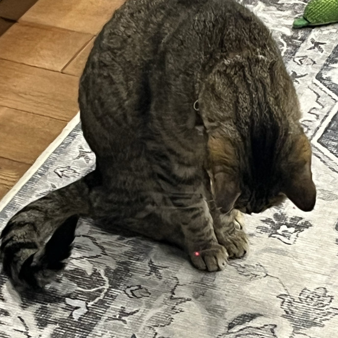 The Dietitian's Touch - Expert Cat Care