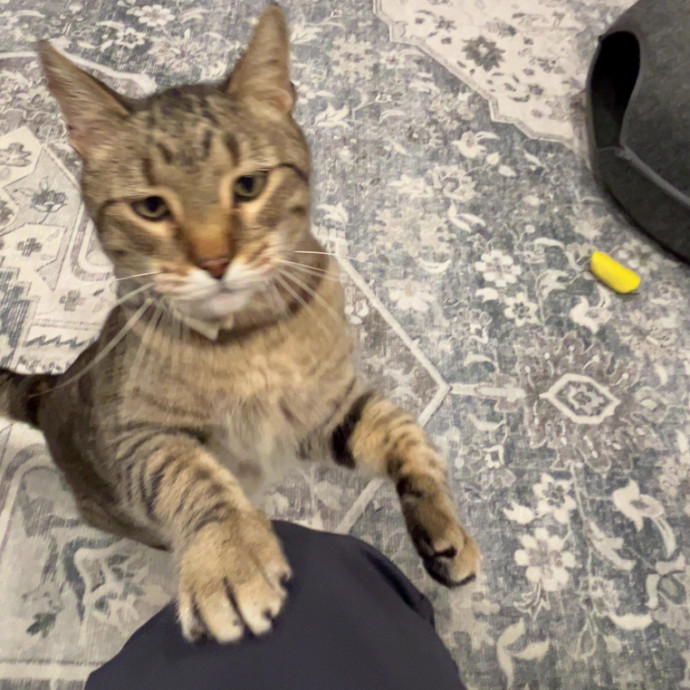 The Dietitian's Touch - Expert Cat Care
