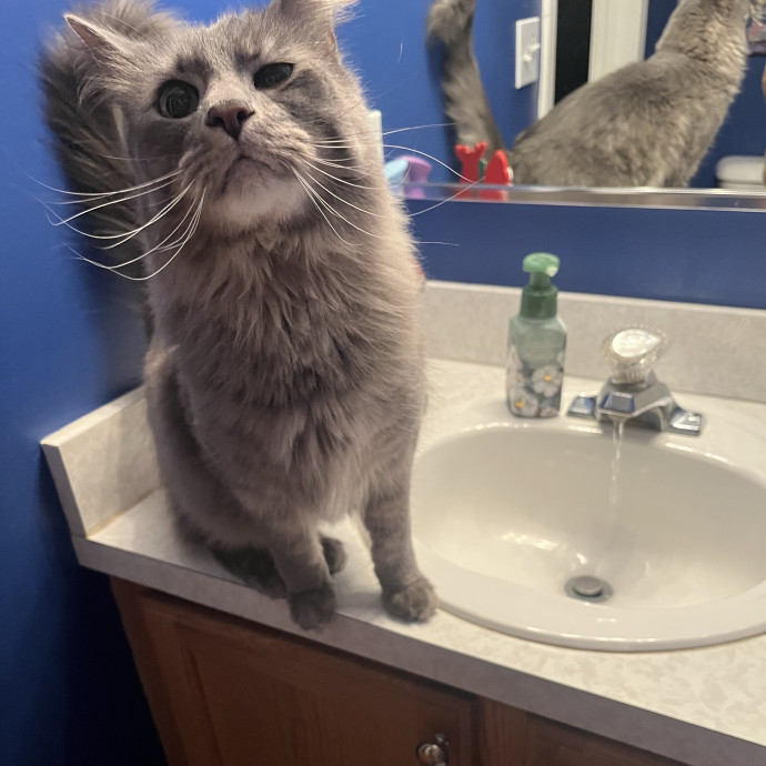 The Dietitian's Touch - Expert Cat Care