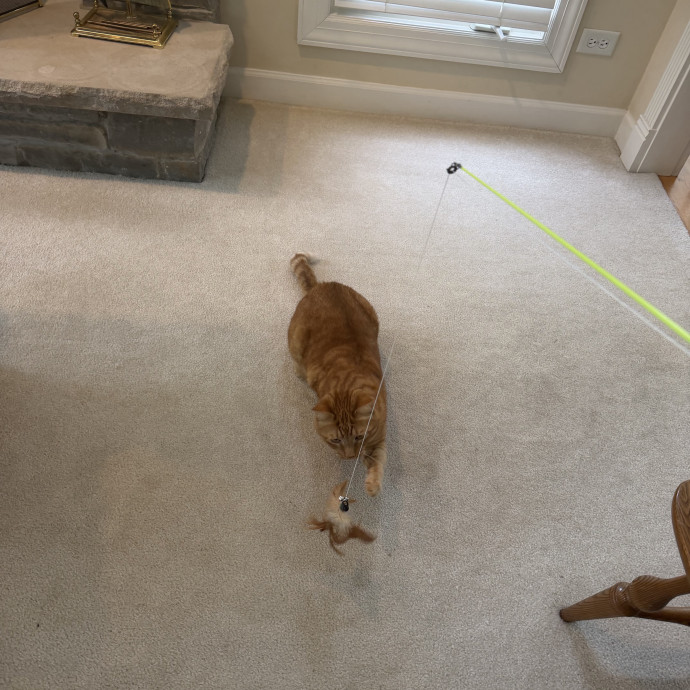 The Dietitian's Touch - Expert Cat Care