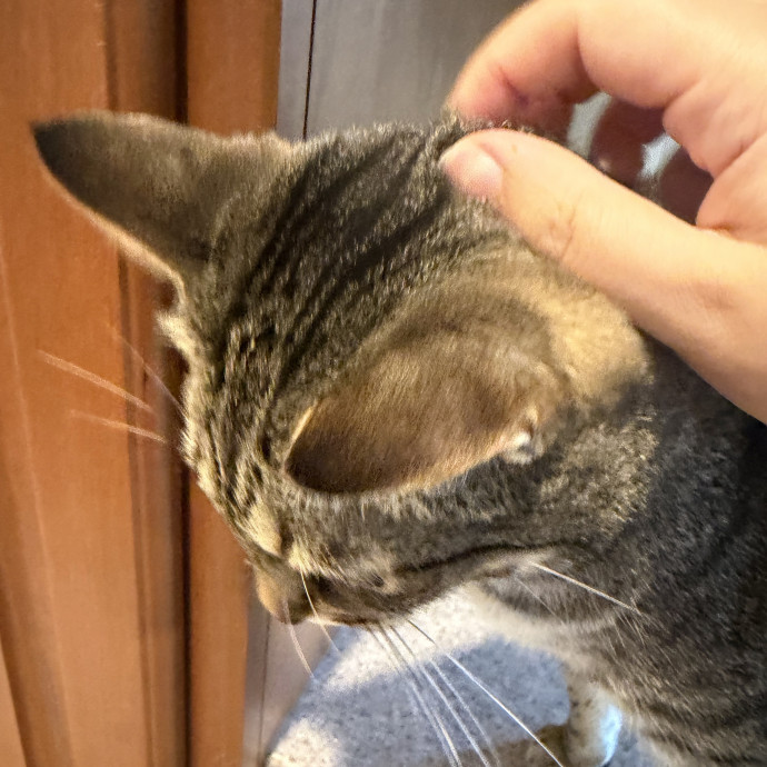The Dietitian's Touch - Expert Cat Care photo 3
