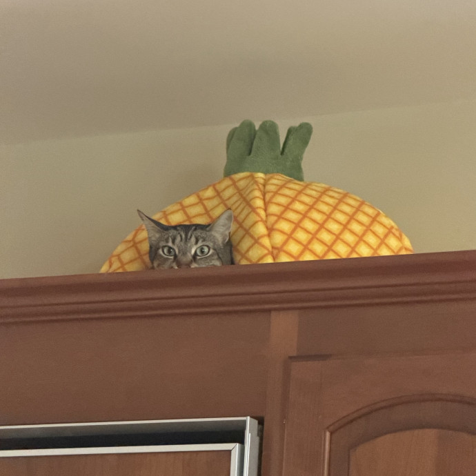 The Dietitian's Touch - Expert Cat Care photo 2
