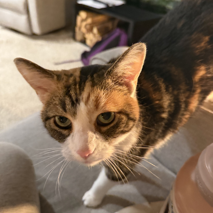 The Dietitian's Touch - Expert Cat Care