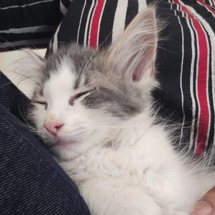 Cat Enthusiast Ready To Help